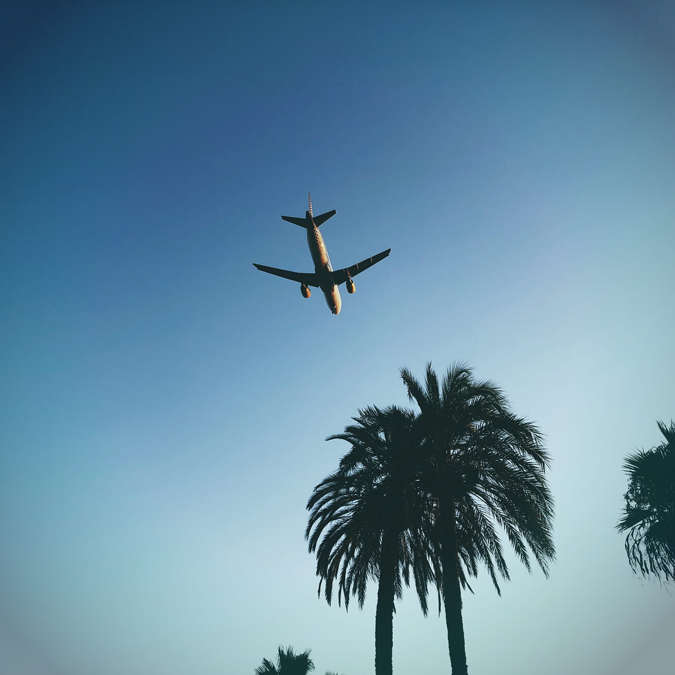 Aircraft in flight above palm trees